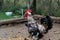 Rooster inside the fence