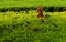 Rooster inside green garden in sunny summer day