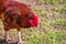 A Rooster Inspects Patchy Grass for Food to Scratch