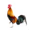 Rooster isolated