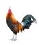 Rooster isolated