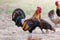 Rooster on Kauai