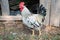 Rooster of light color with a red straight tuft