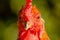 Rooster looking crowing angry red green garden nature
