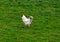 Rooster looking at me in the garden with fresh green grass and f