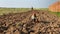 Rooster looking for worms on freshly plowed land