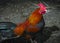 Rooster male chicken color feathers black coop farming agriculture