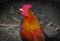 Rooster male chicken color feathers black coop farming agriculture