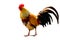 Rooster Male Chicken isolate white background with clipping pa