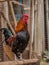 Rooster male chicken. on the Rooster on the farm