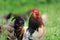 Rooster on nature background