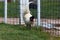 Rooster Next to a Fence