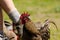 Rooster next to the legs of some hikers.