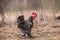 Rooster outside in the village on nature