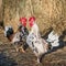 Rooster outside in the village on nature