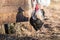 Rooster outside in the village on nature