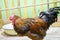 Rooster in a petting zoo. hand rooster with black tail. Domestic bird. farm animals.