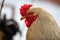 Rooster portrait with large red comb