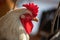 Rooster portrait with large red comb