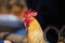 Rooster portrait with a large red comb