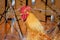 Rooster portrait with a large red comb