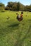 Rooster posing for photo in Paloma park