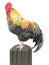 Rooster on a Post