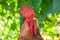 Rooster profile portrait head on green background. One animal head as agriculture concept. Male animals