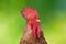 Rooster profile portrait head on green background. One animal head as agriculture concept. Male one animal