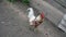 Rooster with red crest and big tail flaunts in yard closeup