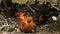 Rooster with red crest sitting in hen house