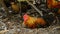 Rooster with red crest sitting in hen house