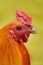 Rooster or red jungle fowl.