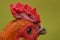 Rooster or red jungle fowl.