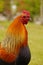 Rooster or red jungle fowl.