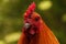 Rooster or red jungle fowl.