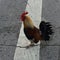 Rooster in the road