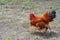 Rooster running on grass