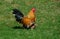 Rooster running on the grass