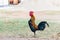 Rooster`s crowing on the nature background.