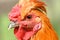 Rooster\'s Eye View, starting intently