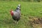 Rooster searching for food on green meadow