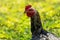 Rooster seeking food in the garden