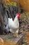 Rooster with several hens on autumn landscape