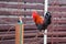 A rooster sits on a fence on a farm