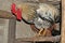 A rooster sits on a nave in a chicken coop