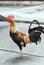 A rooster is standing alone on concrete floor.