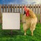 Rooster standing beside the blank white paper on wooden board - square composition