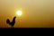 rooster standing silhouette with the sun rises of The landscape, chicken wake up in the morning
