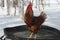 Rooster standing on the tubing against the winter birches